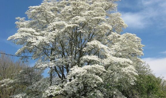 photo of a dogwood tree in full bloom